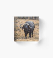 Kenya. Lake Nakuru National Park. Cape Buffalo. Acrylic Block