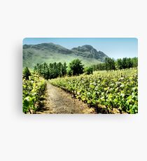 Vineyards Leinwanddruck