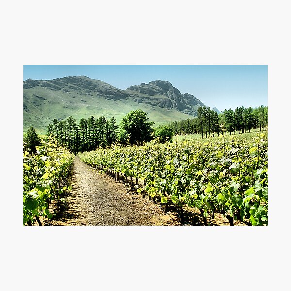 Item preview, Vineyards designed and sold by Carole-Anne.
