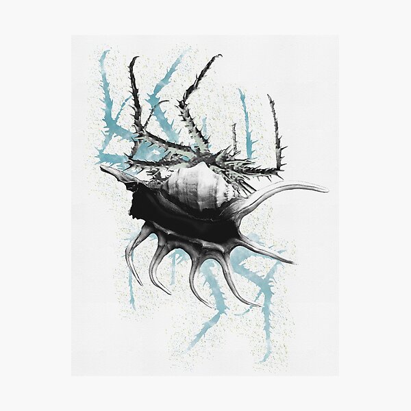 Blue Crab Photographic Print