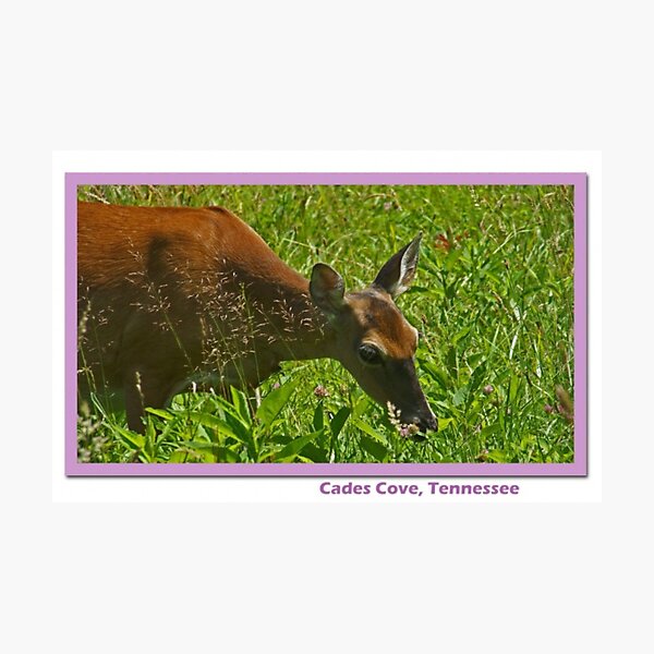 Item preview, A resident of the cove.  designed and sold by lynell.