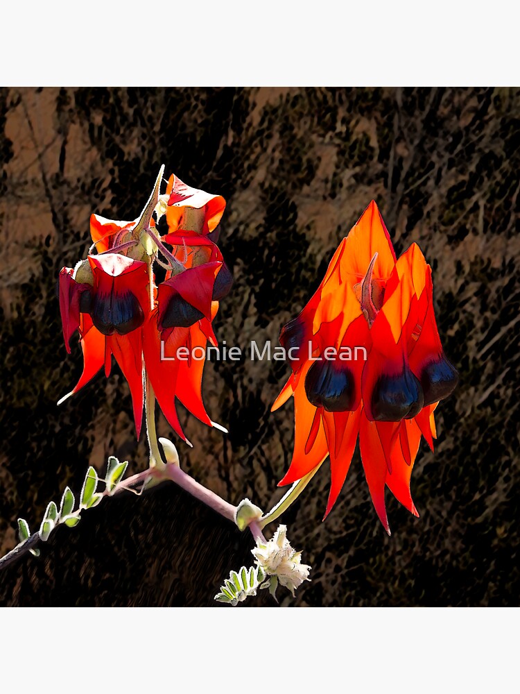 Sturt Desert Pea Flower, outback flora, wildflowers, Australia. by yallmia