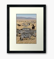 Zebra Migration, and Wildebeest, Maasai Mara, Kenya Framed Print