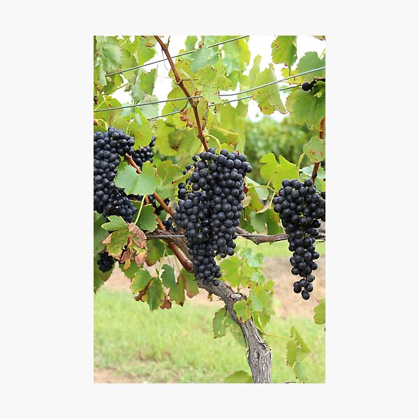 Item preview, Bountiful Grapes for Wine Production designed and sold by deanworld.
