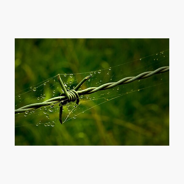 Artikelvorschau, Beauty and the Barbed Wire entworfen und verkauft von Rosalie Dale.