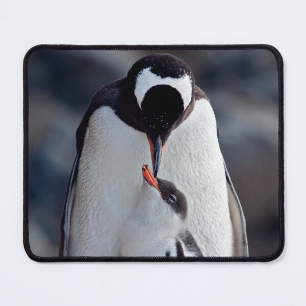 Item preview, Lullaby (Gentoo Penguin & Chick, Port Lockroy, Antarctica) designed and sold by Krys Bailey.