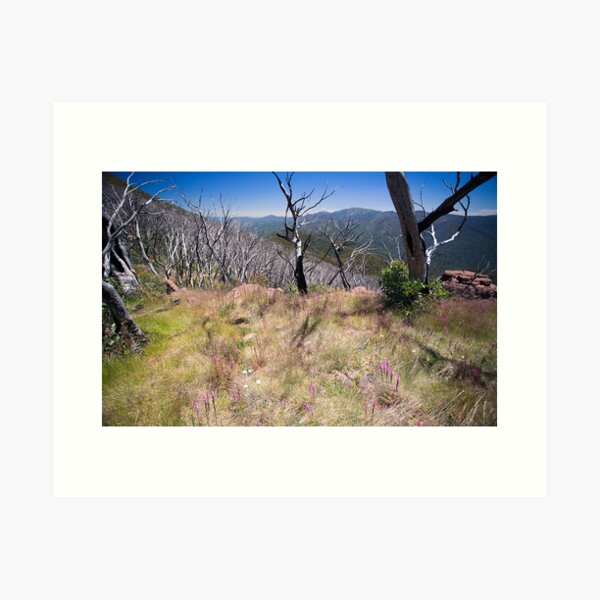 High Country Wild Flowers Art Print