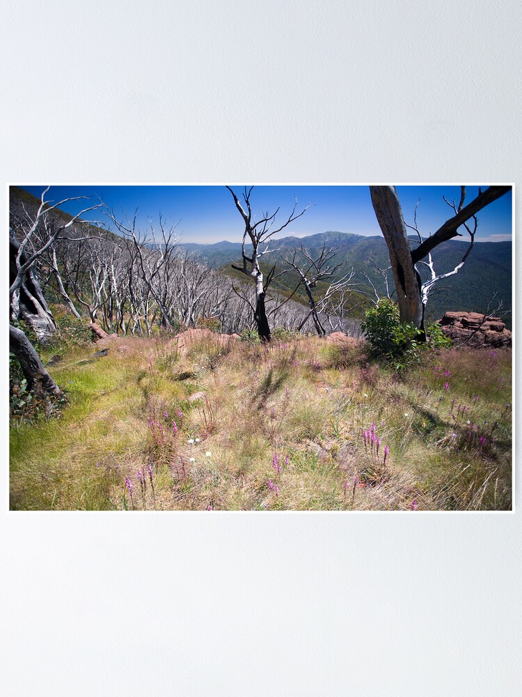 Thumbnail 1 of 3, Poster, High Country Wild Flowers designed and sold by RICHARDW.