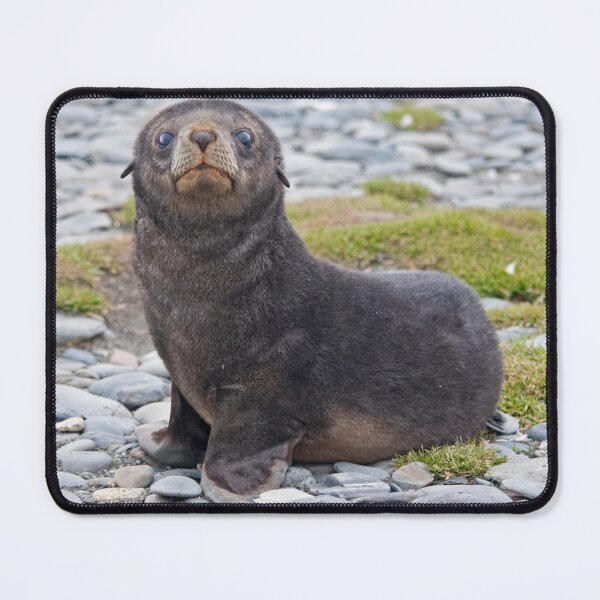 Item preview, Got Fish??? (Antarctic Fur Seal Pup, South Georgia) designed and sold by Krys Bailey.