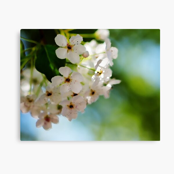 Apple Blossoms Canvas Print