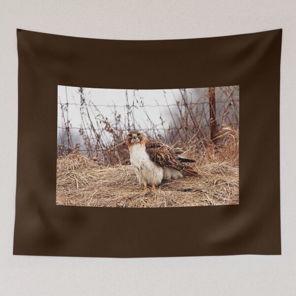 Item preview, Red Tailed Hawk In The Field designed and sold by Debbie Oppermann.