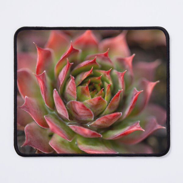 Item preview, Beautiful red and green cactus  designed and sold by MargaretWiktor.