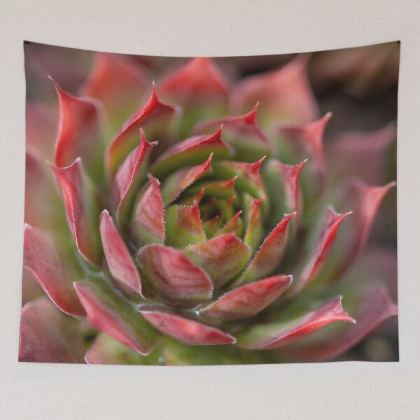 Item preview, Beautiful red and green cactus  designed and sold by MargaretWiktor.