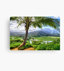 Tropical Palm Tree in Kauai, Hawaii Canvas Print