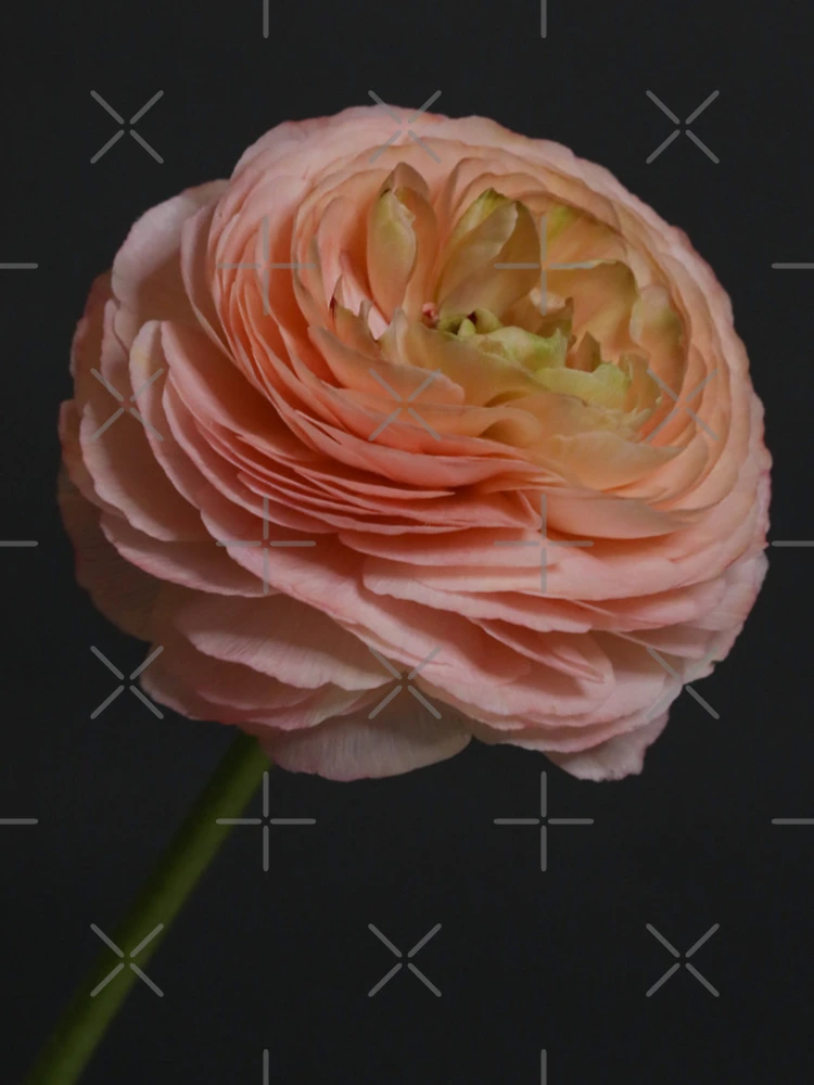 Thumbnail 4 of 4, iPhone Case, Pink Ranunculus designed and sold by Thomas Bugarin.