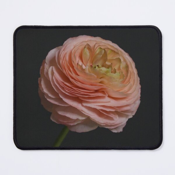 Item preview, Pink Ranunculus designed and sold by Thomas Bugarin.