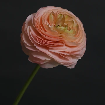 Artwork thumbnail, Pink Ranunculus by Thomas Bugarin