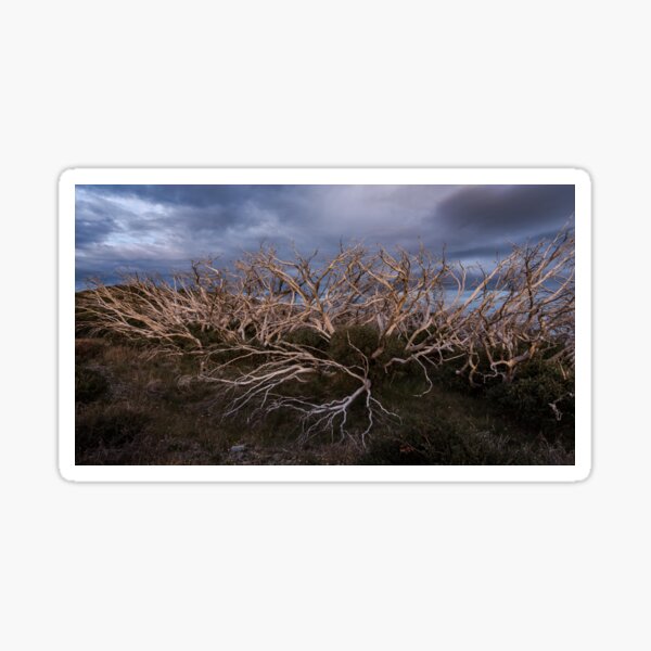 Snowgum Sticks Sticker