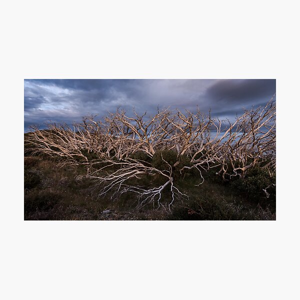 Snowgum Sticks Photographic Print