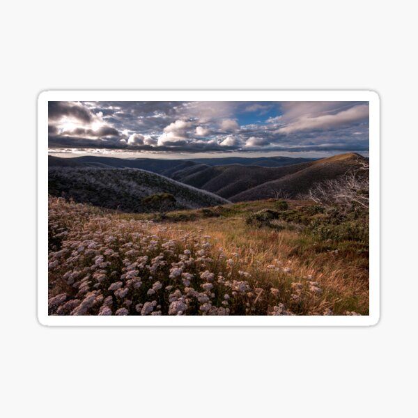 Mountain Wildflowers Sticker