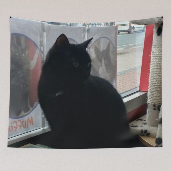Item preview, #302 |☼| Black Cat - Catisfaction Cat Café (Cats) designed and sold by Naean H.F. (Nez Man).