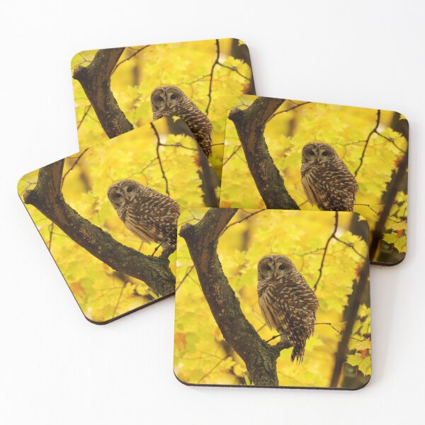 Item preview, Autumn Barred Owl designed and sold by locustgirl.