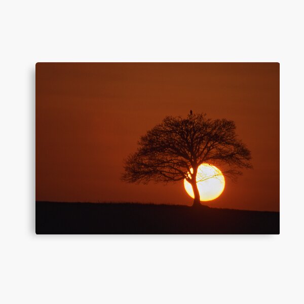 Tree at Sunset Canvas Print