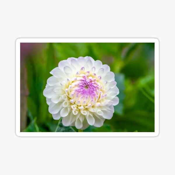 Gaylen Rose Dahlia Sticker
