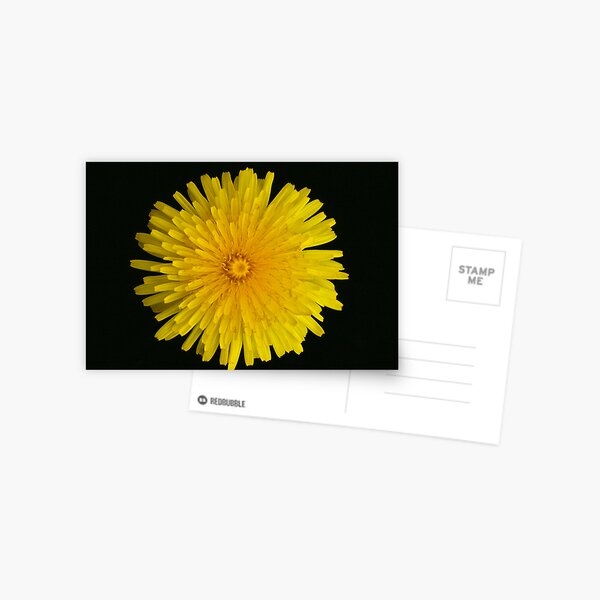 Dandelion (taraxacum officinale) Postcard