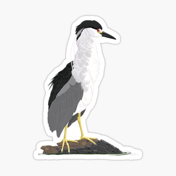 Item preview, Black-Crowned Night-Heron designed and sold by BennuBirdy.