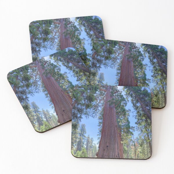 Item preview, Looking Up at Giant Redwood Sequoia Trees designed and sold by SafariByMarisa.
