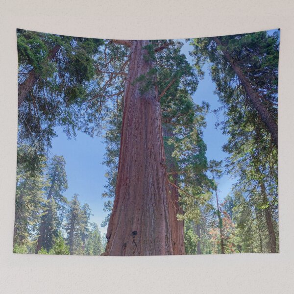 Item preview, Looking Up at Giant Redwood Sequoia Trees designed and sold by SafariByMarisa.