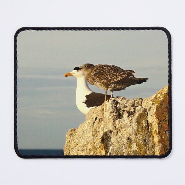 Item preview, pacific gulls, bicheno. eastcoast, tasmania designed and sold by bodhiimages.