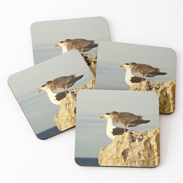 Item preview, pacific gulls, bicheno. eastcoast, tasmania designed and sold by bodhiimages.