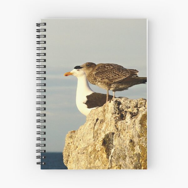 Item preview, pacific gulls, bicheno. eastcoast, tasmania designed and sold by bodhiimages.