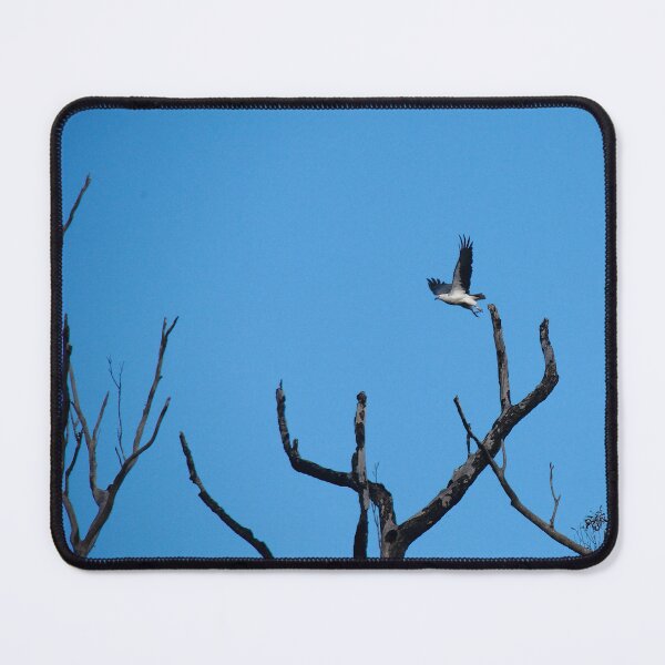 Item preview, white-bellied sea eagle. bicheno, eastcoast tasmania, australia designed and sold by bodhiimages.