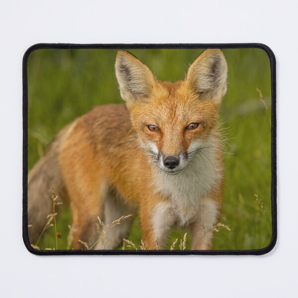 Item preview, Red Fox Portrait designed and sold by Vargulich.