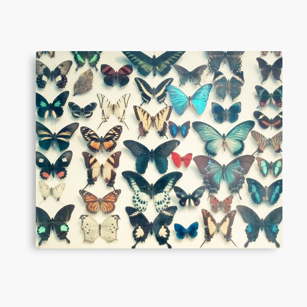 Wings Metal Print