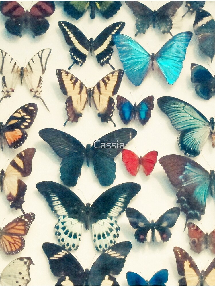 Wings by Cassia