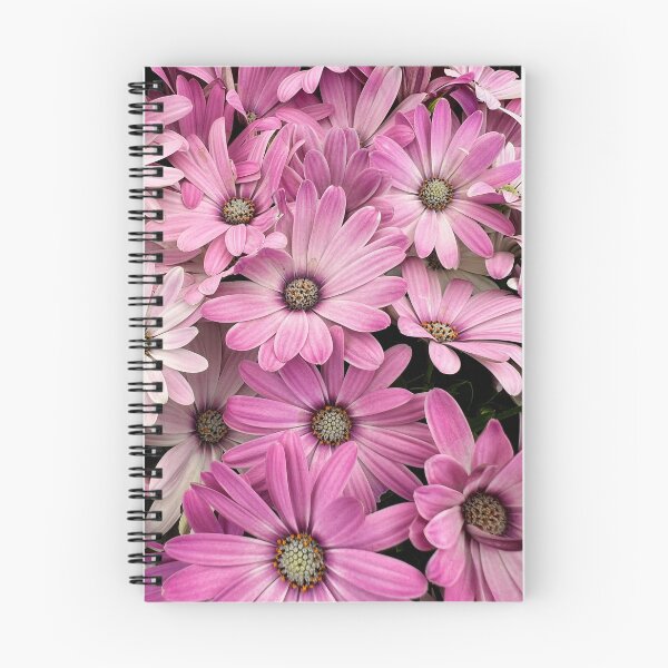 Aperçu de l'œuvre Fleurs d'ostéospermum roses et blanches créée et vendue par Dev-Crayon.