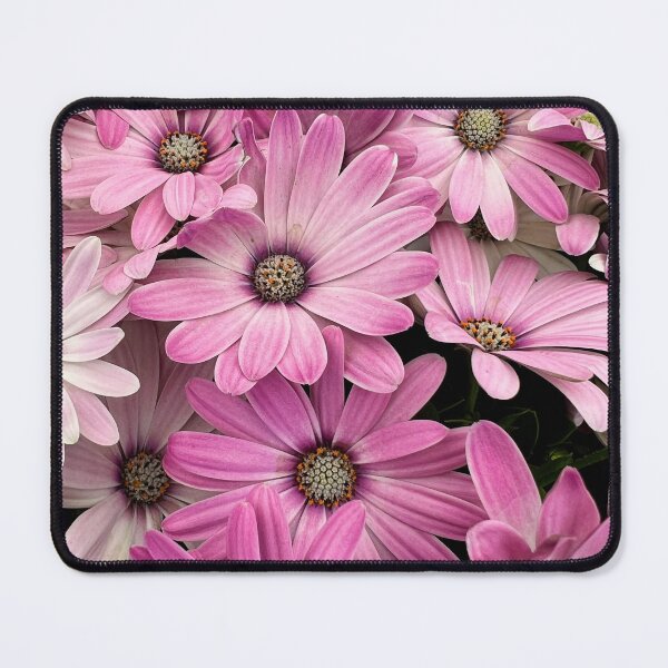Item preview, Pink and white osteospermum flowers designed and sold by Dev-Crayon.