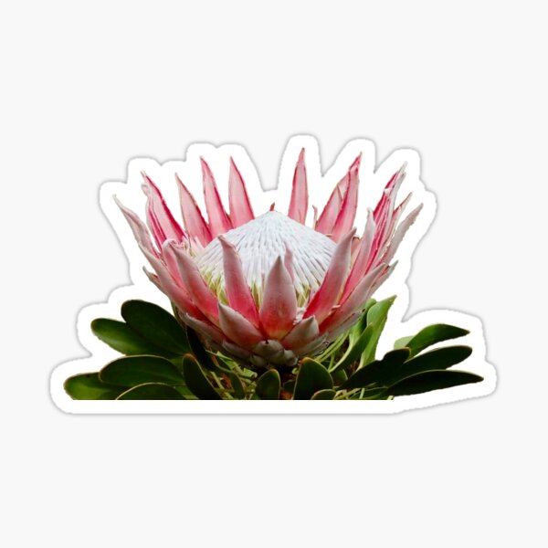 King Protea single bloom Sticker