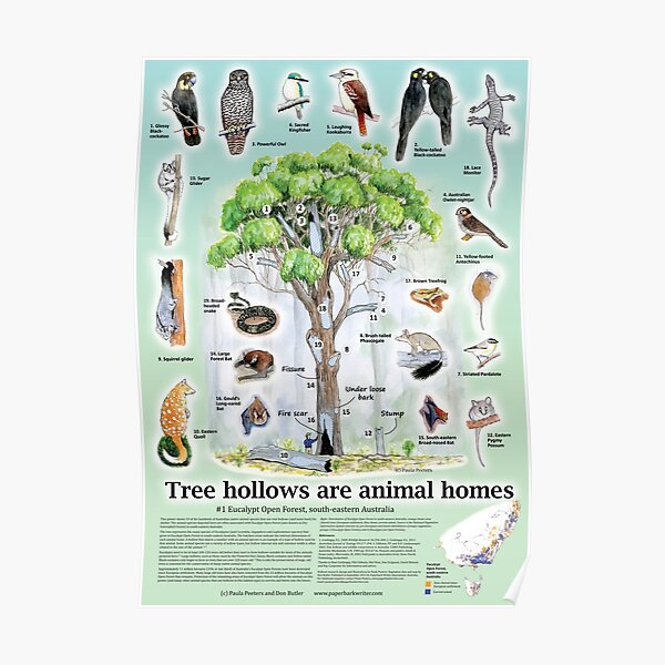 Tree hollows are animal homes #1 (detailed poster design) Poster