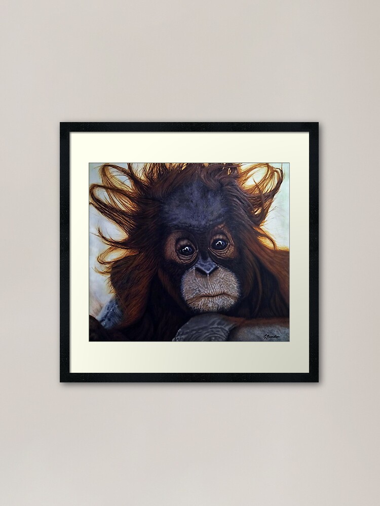 Thumbnail 1 of 7, Framed Art Print, Milo - The Borneo Baby Orangutan designed and sold by Rinsetheman.
