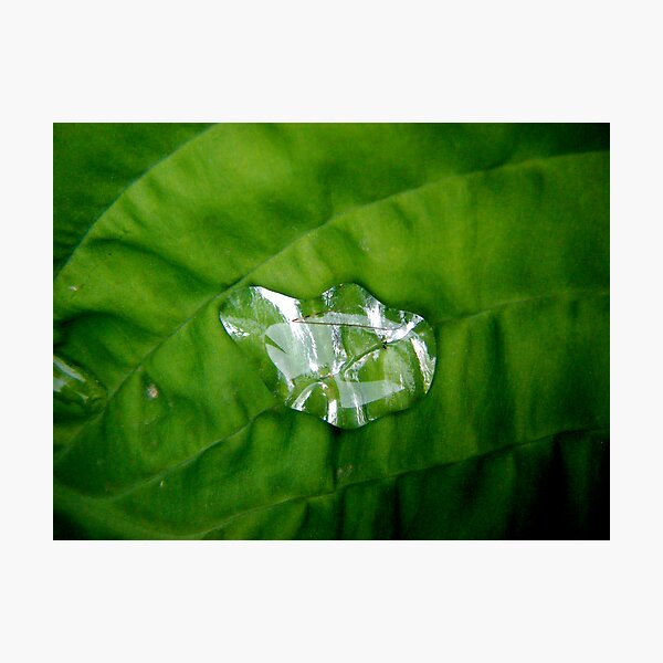 Water on Leaf Photographic Print