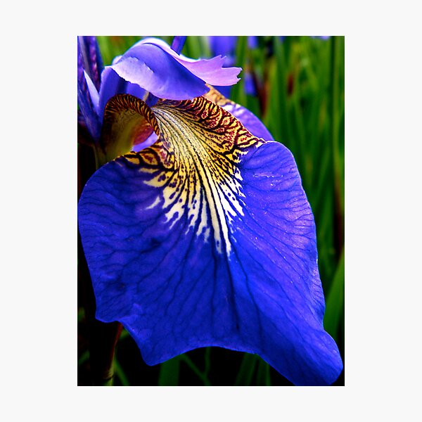 Iris Photographic Print
