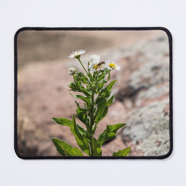 Item preview, Bee on Flower designed and sold by TinyDinoDesigns.
