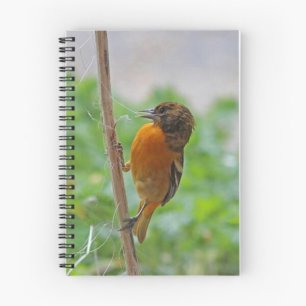 Item preview, Gathering nesting materials - Baltimore Oriole designed and sold by Linda Crockett.