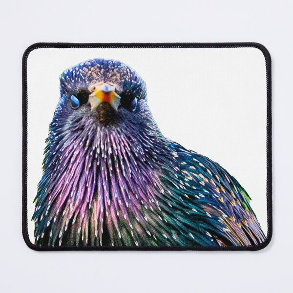 Item preview, Mr Speckles the Starling designed and sold by Dalyndigital Photography.