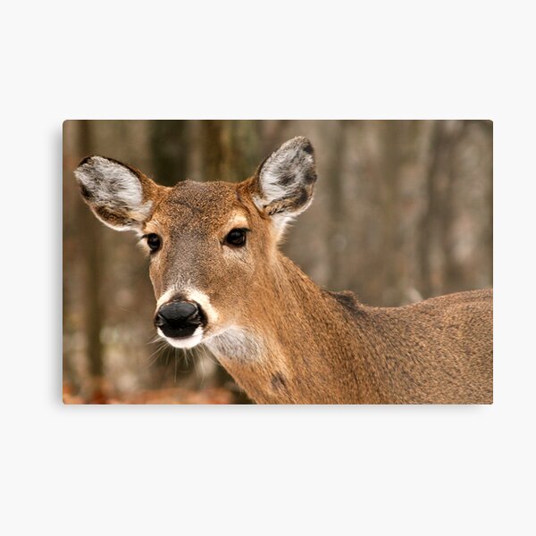 Doe in Forest Metal Print